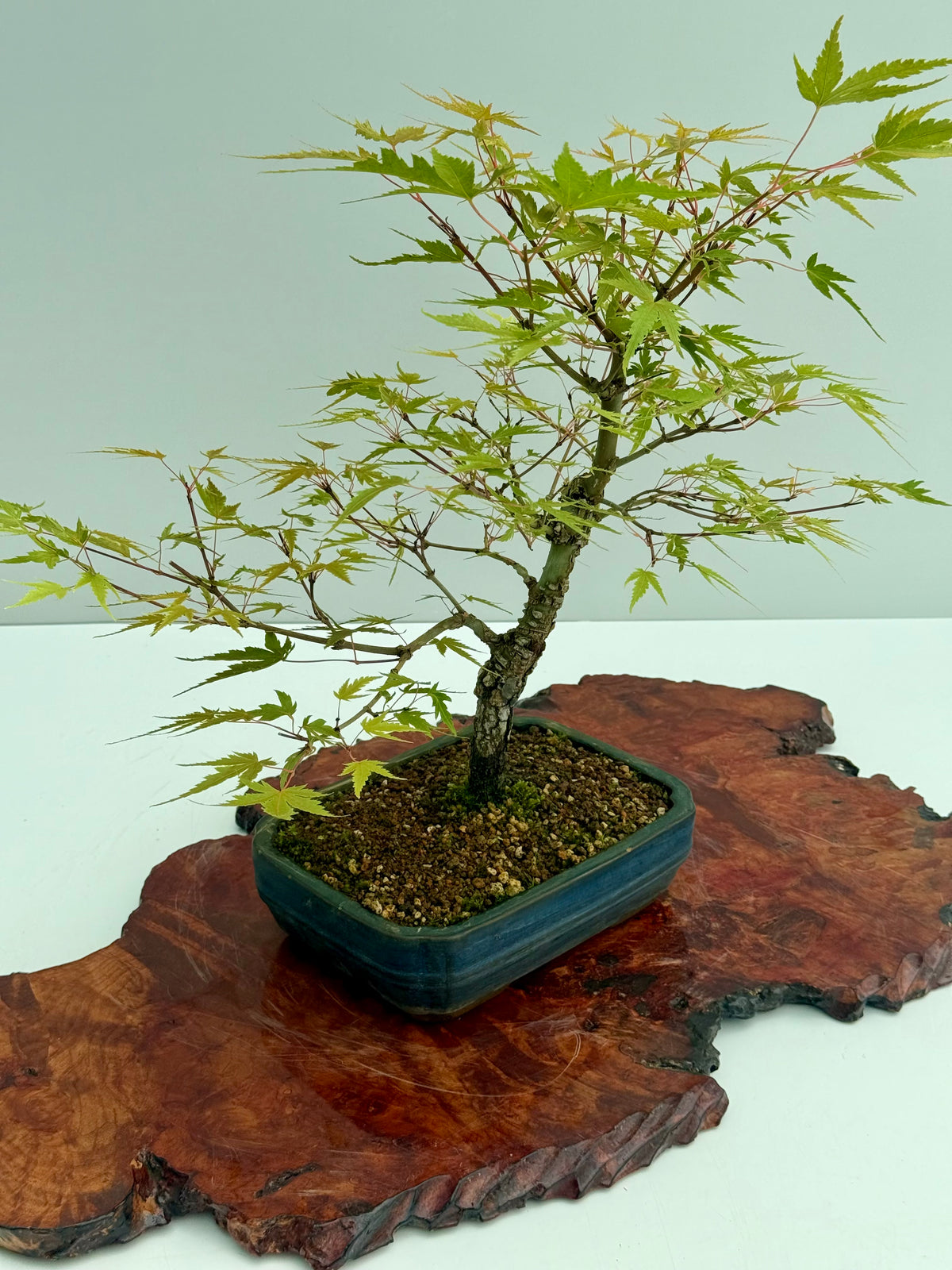 Arakawa Maple Bonsai Tree