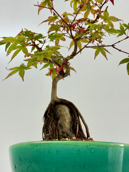 Deshojo Maple on Rock