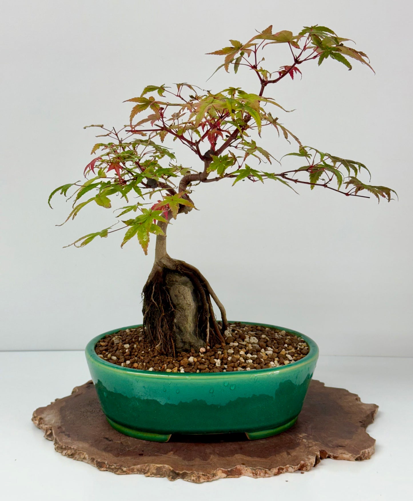 Deshojo Maple on Rock