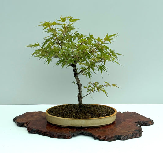 Arakawa Maple Bonsai Tree