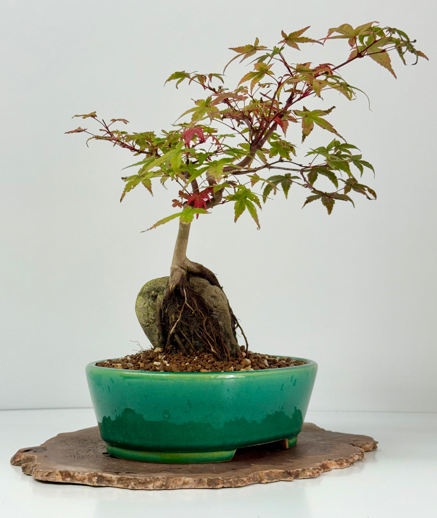 Deshojo Maple on Rock