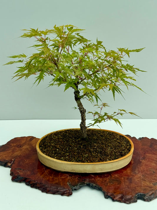 Arakawa Maple Bonsai Tree