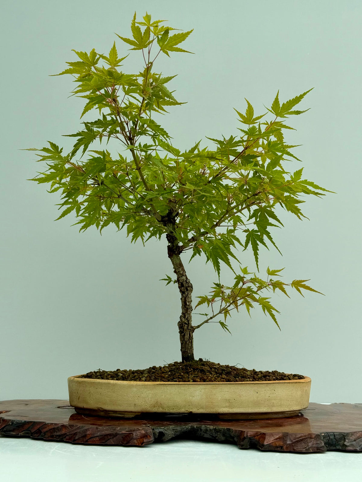 Arakawa Maple Bonsai Tree