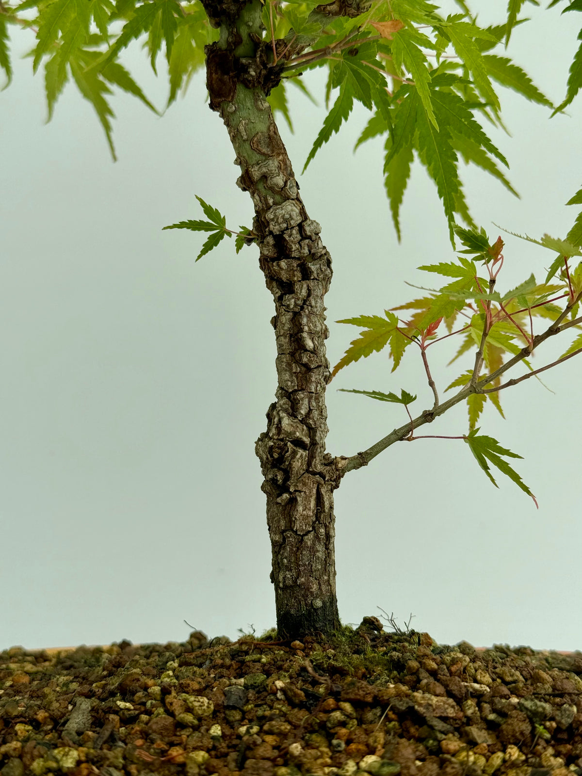 Arakawa Maple Bonsai Tree
