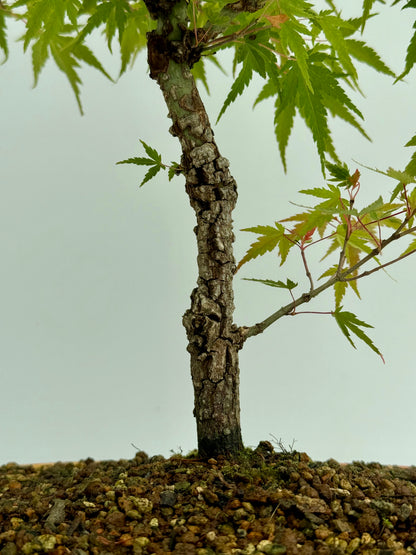 Arakawa Maple Bonsai Tree