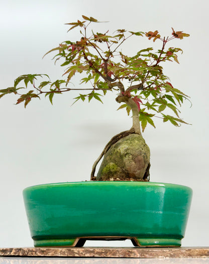 Deshojo Maple on Rock