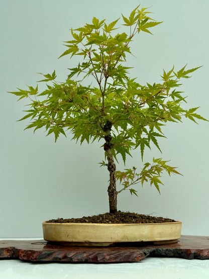 Arakawa Maple Bonsai Tree