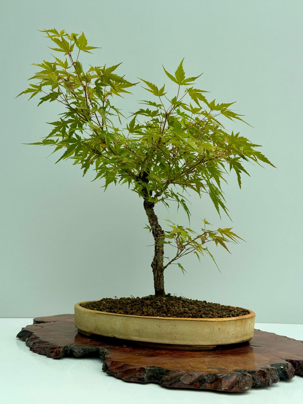 Arakawa Maple Bonsai Tree