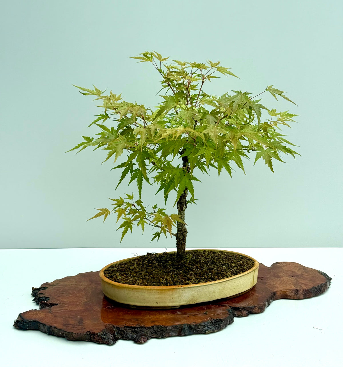 Arakawa Maple Bonsai Tree