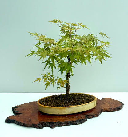 Arakawa Maple Bonsai Tree