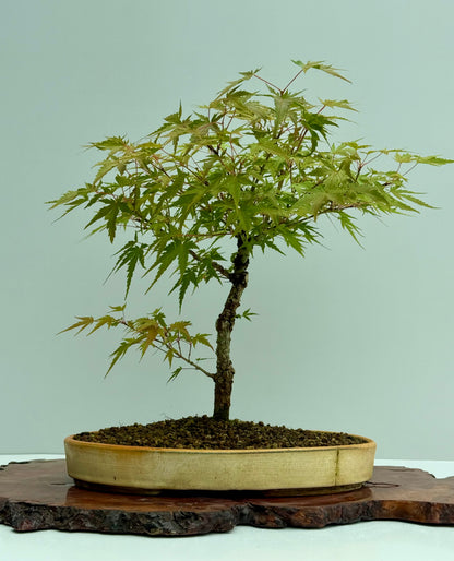 Arakawa Maple Bonsai Tree