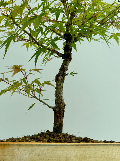 Arakawa Maple Bonsai Tree