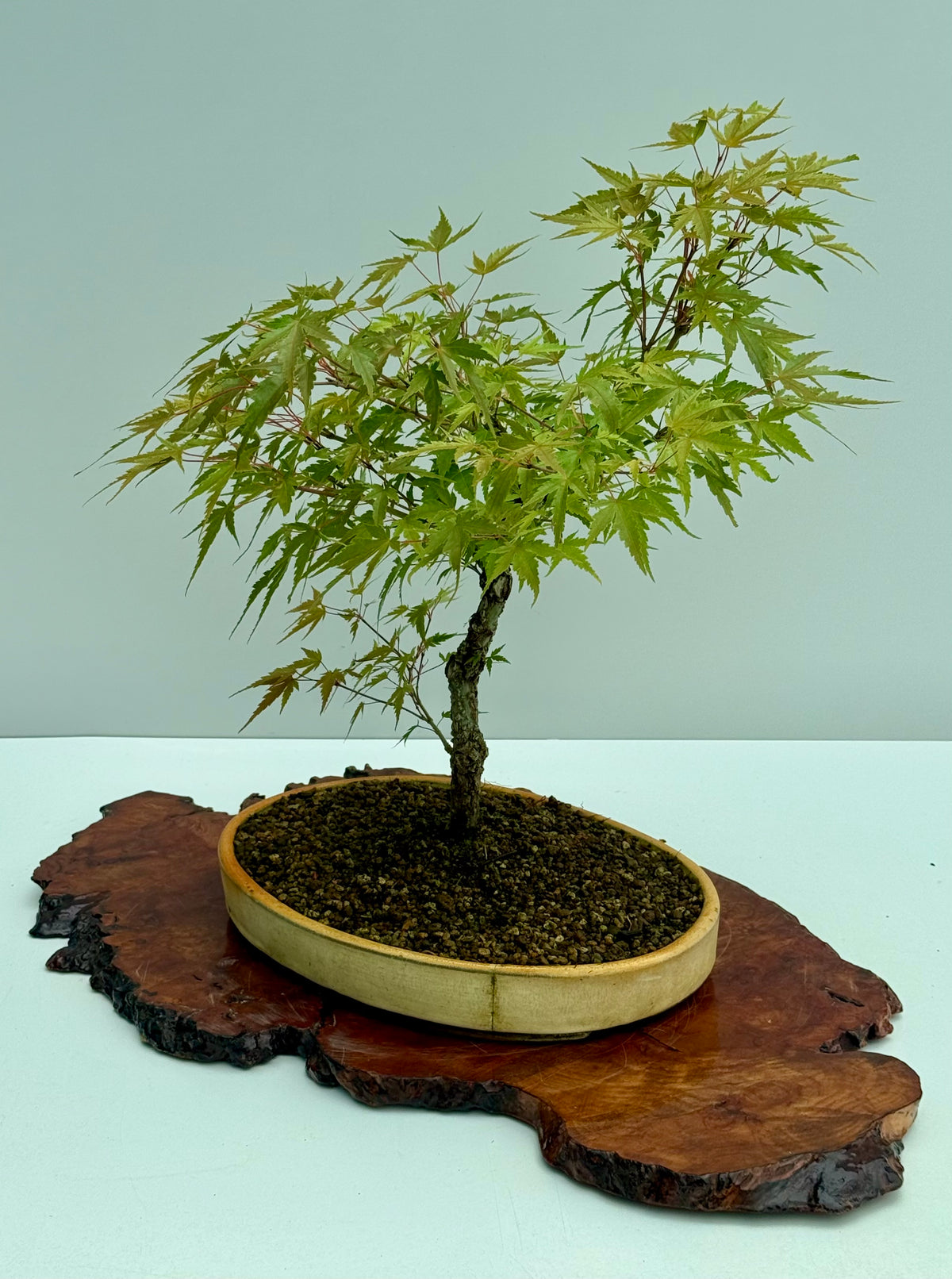 Arakawa Maple Bonsai Tree
