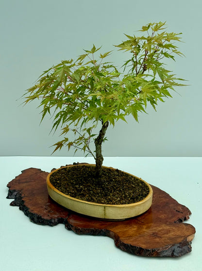 Arakawa Maple Bonsai Tree