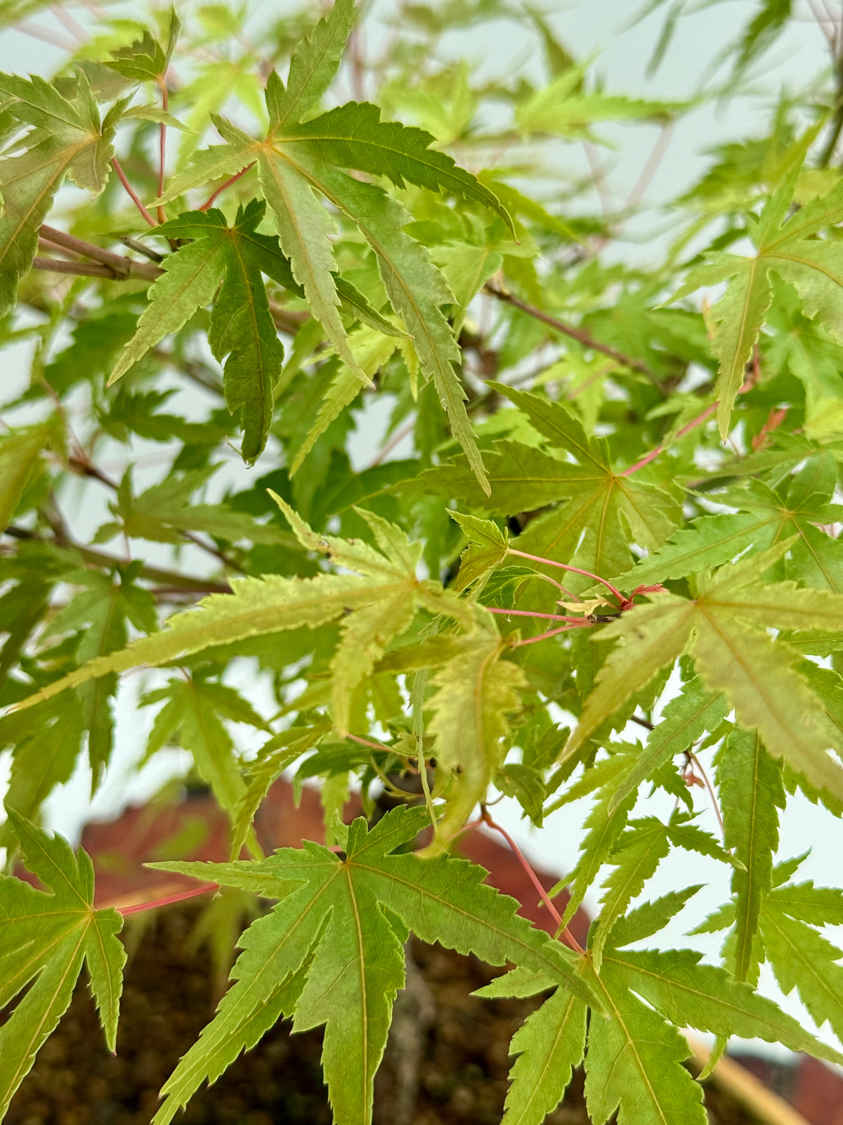 Arakawa Maple Bonsai Tree