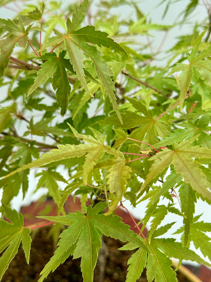 Arakawa Maple Bonsai Tree