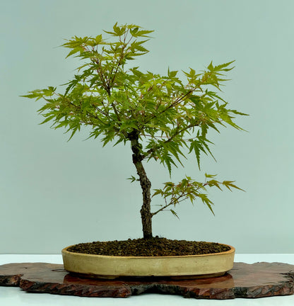 Arakawa Maple Bonsai Tree