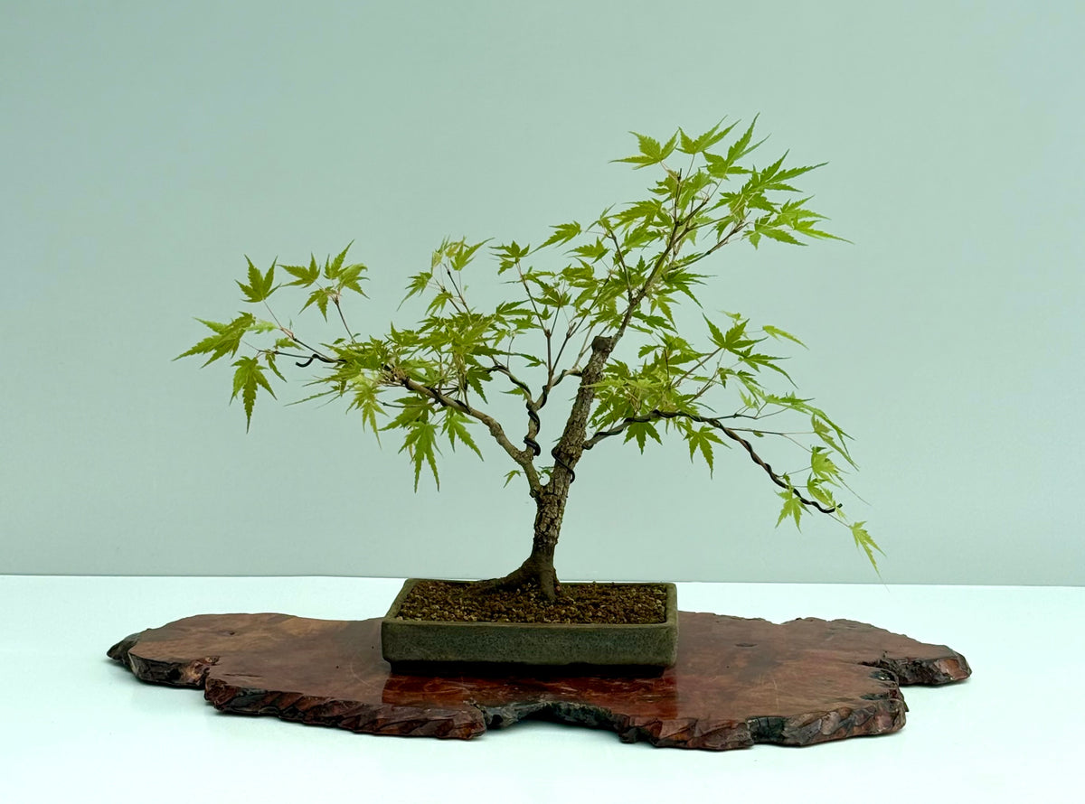 Arakawa Maple Bonsai Tree