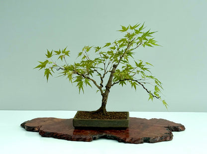 Arakawa Maple Bonsai Tree