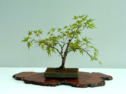 Arakawa Maple Bonsai Tree