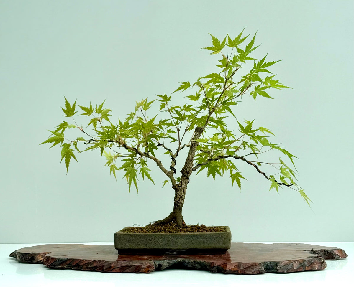 Arakawa Maple Bonsai Tree