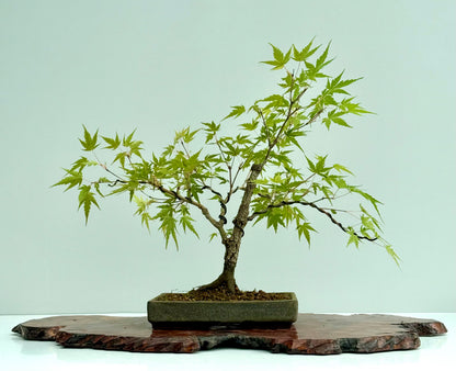 Arakawa Maple Bonsai Tree