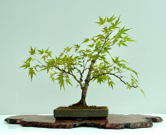 Arakawa Maple Bonsai Tree