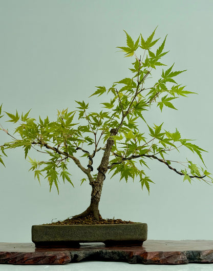 Arakawa Maple Bonsai Tree