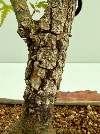 Arakawa Maple Bonsai Tree