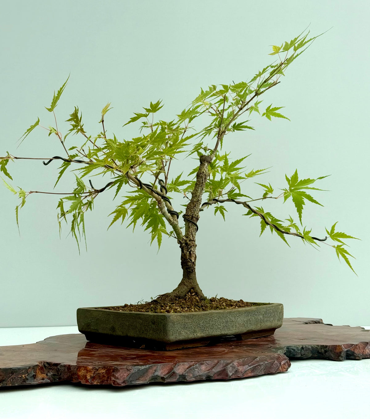 Arakawa Maple Bonsai Tree