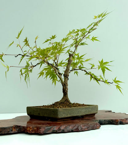 Arakawa Maple Bonsai Tree