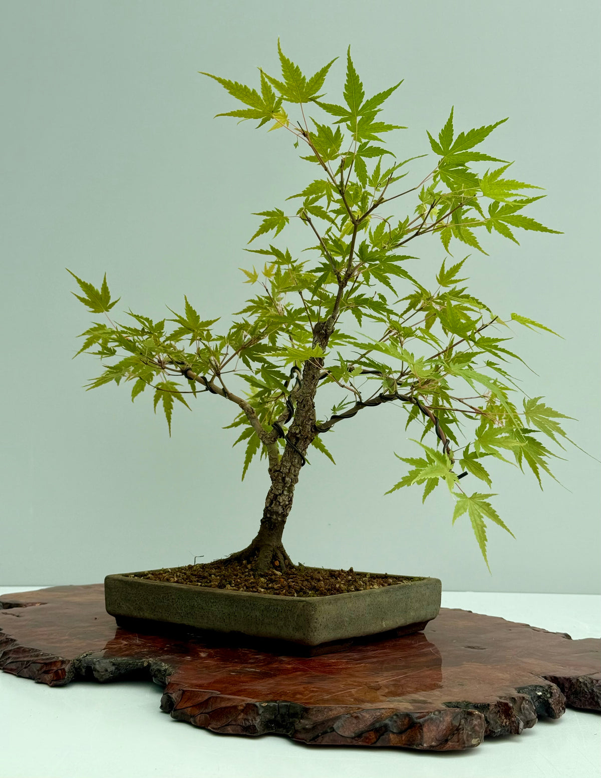 Arakawa Maple Bonsai Tree