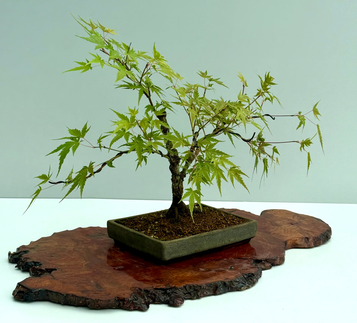 Arakawa Maple Bonsai Tree