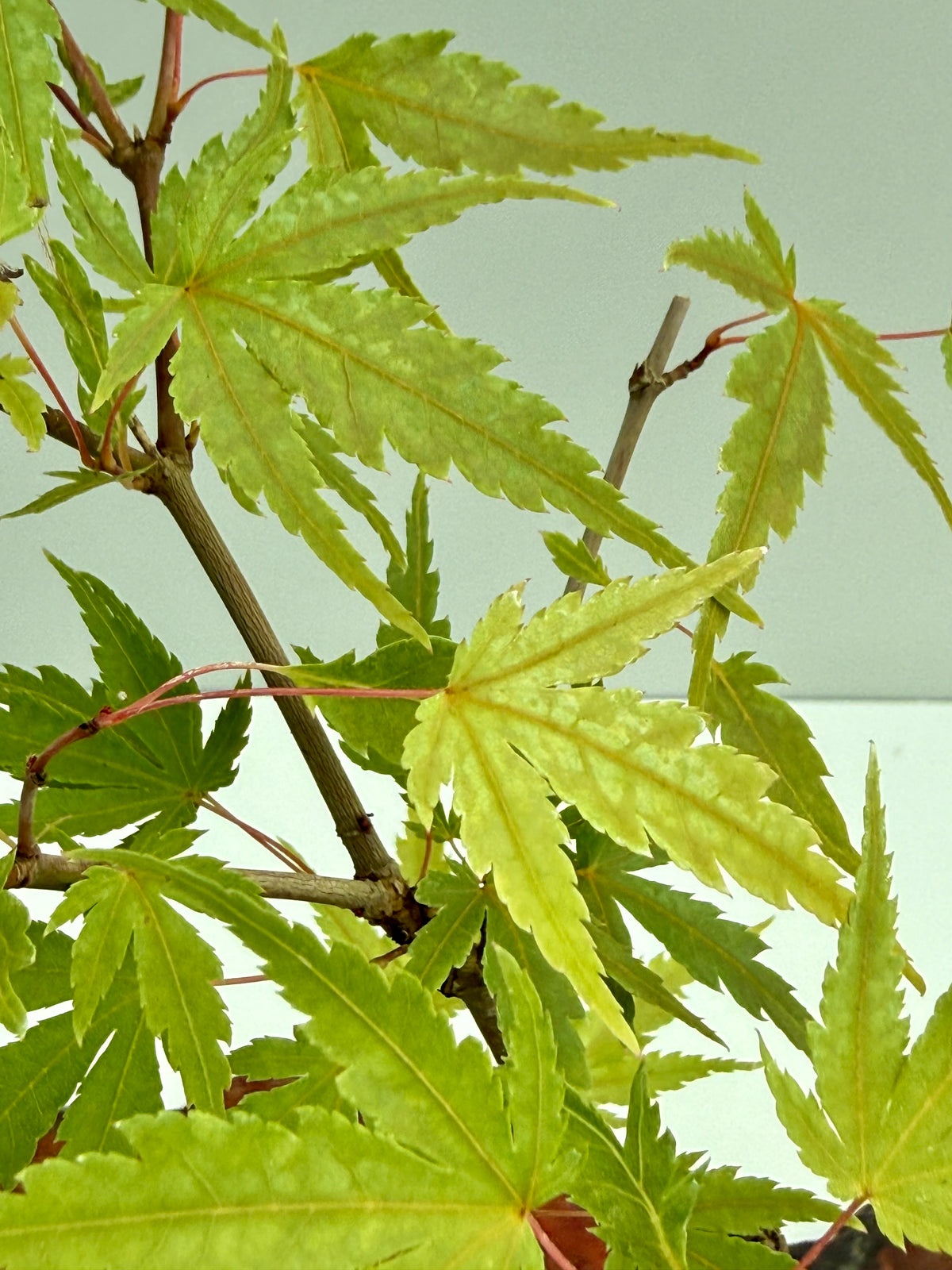 Arakawa Maple Bonsai Tree