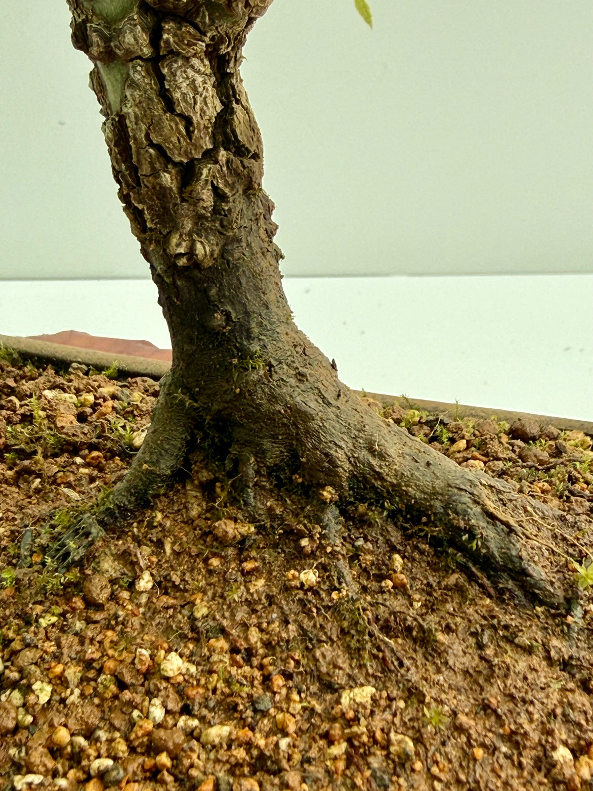 Arakawa Maple Bonsai Tree