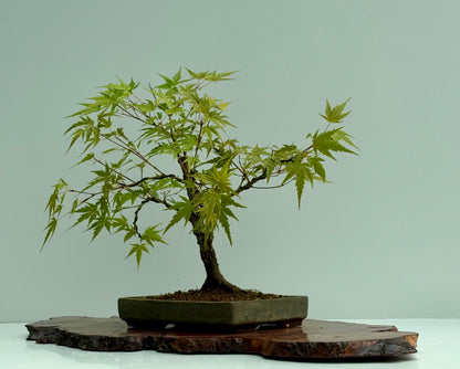 Arakawa Maple Bonsai Tree
