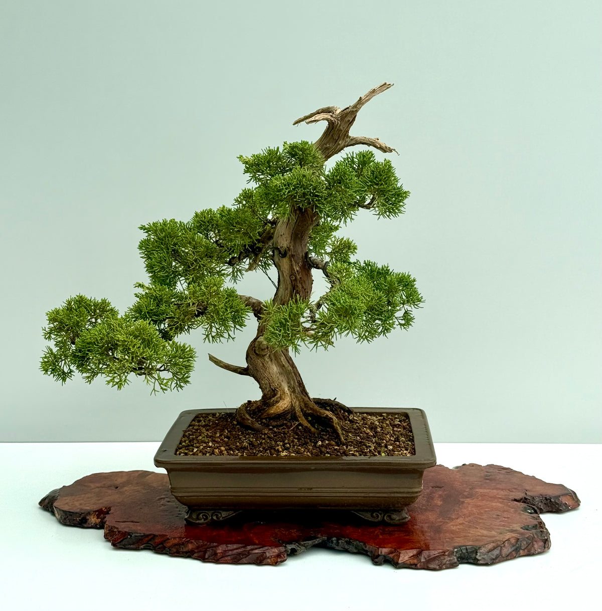 Itoigawa Juniper Bonsai Tree – Specimen Japanese Juniper
