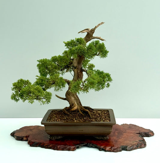 Itoigawa Juniper Bonsai Tree – Specimen Japanese Juniper