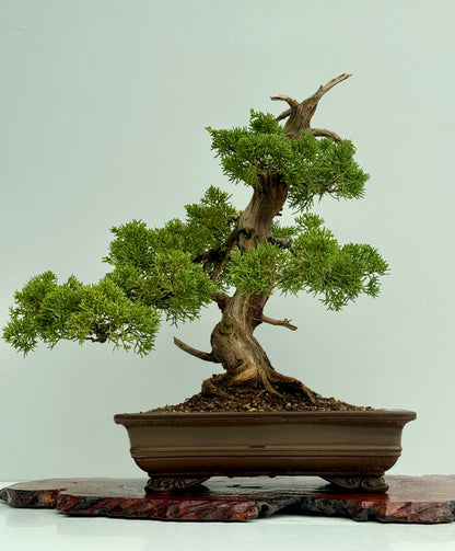 Itoigawa Juniper Bonsai Tree – Specimen Japanese Juniper