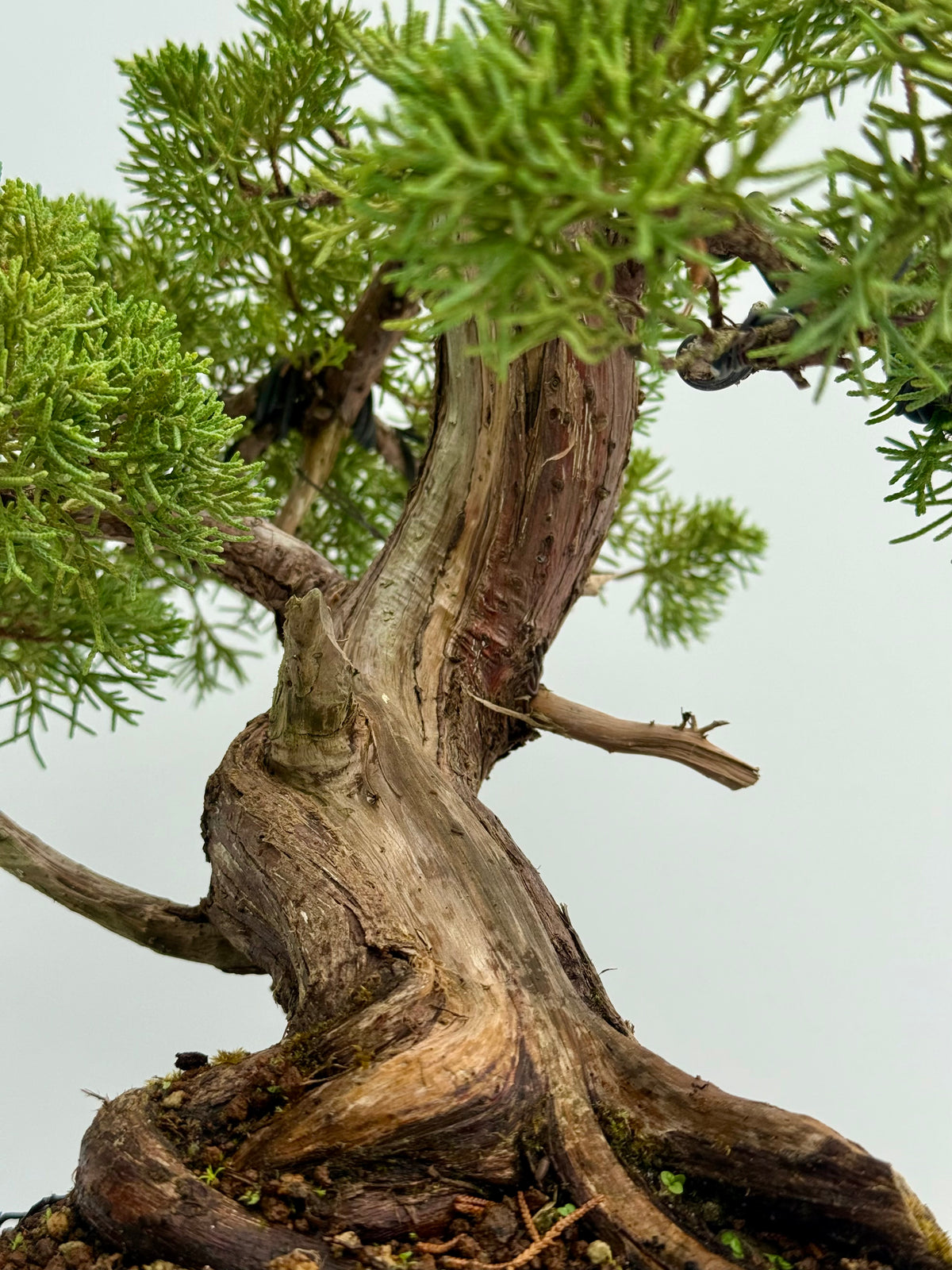 Itoigawa Juniper Bonsai Tree – Specimen Japanese Juniper