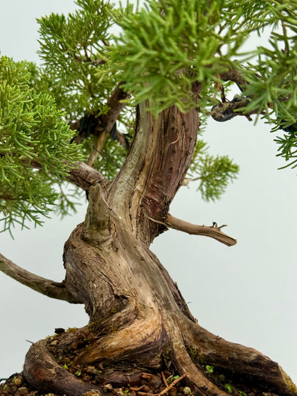 Itoigawa Juniper Bonsai Tree – Specimen Japanese Juniper