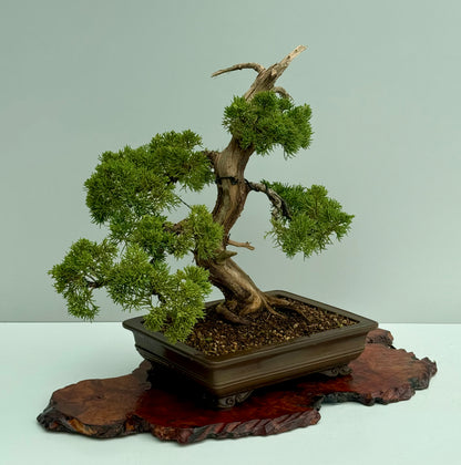 Itoigawa Juniper Bonsai Tree – Specimen Japanese Juniper