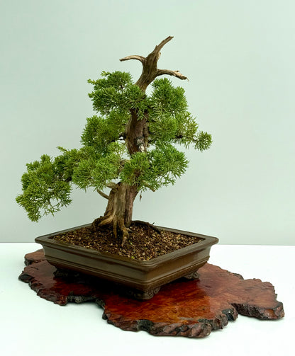 Itoigawa Juniper Bonsai Tree – Specimen Japanese Juniper