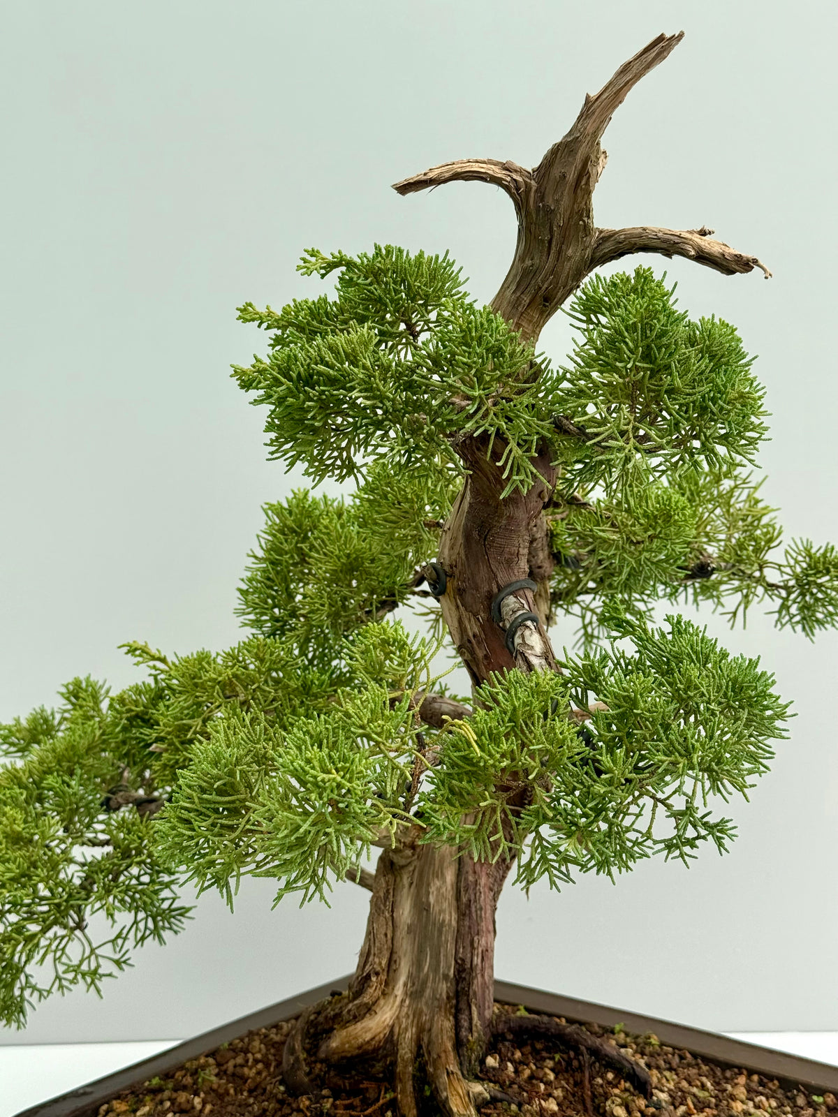 Itoigawa Juniper Bonsai Tree – Specimen Japanese Juniper