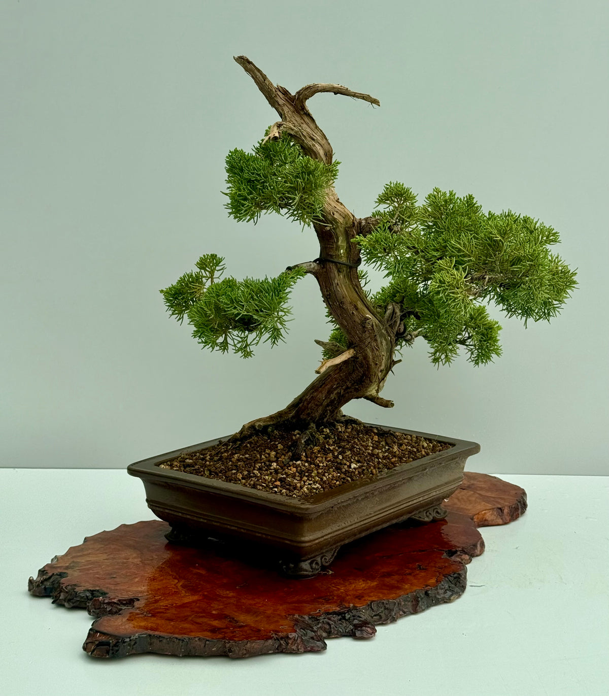 Itoigawa Juniper Bonsai Tree – Specimen Japanese Juniper