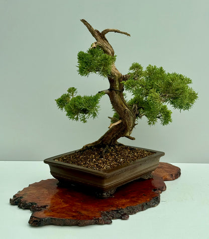 Itoigawa Juniper Bonsai Tree – Specimen Japanese Juniper