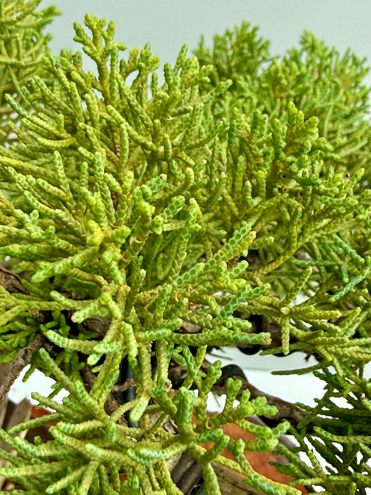 Itoigawa Juniper Bonsai Tree – Specimen Japanese Juniper