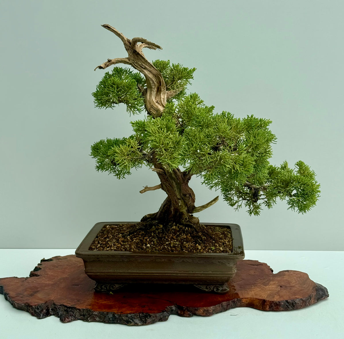 Itoigawa Juniper Bonsai Tree – Specimen Japanese Juniper