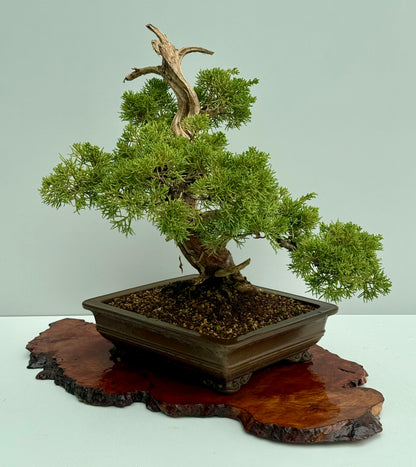 Itoigawa Juniper Bonsai Tree – Specimen Japanese Juniper