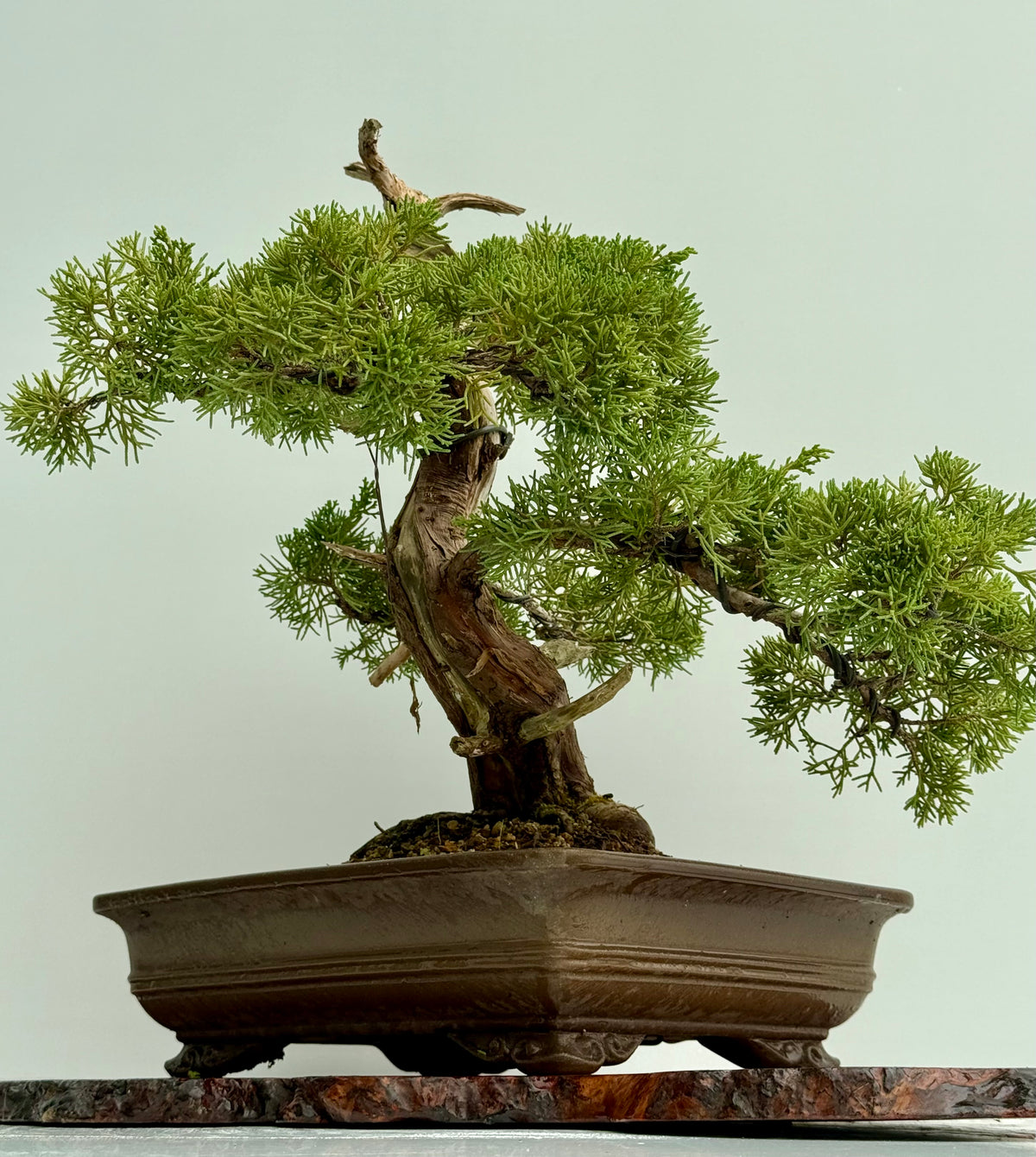 Itoigawa Juniper Bonsai Tree – Specimen Japanese Juniper